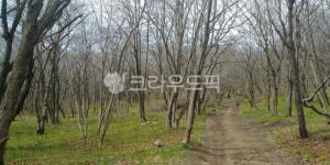 오솔길, 전원풍경, nature, 작은숲, tree, 사진,이미지,일러스트,캘리그라피 - nanal_e작가 크라우드픽 - 저작권 걱정 없는 상업용 이미지