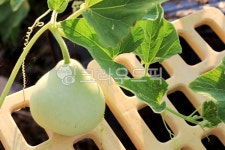 박, gourd, 채소, pumpkin, vegetable, 사진,이미지,일러스트,캘리그라피 - 고운경작가 크라우드픽 - 저작권 걱정 없는 상업용 이미지