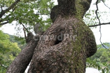 나무, 고목, 식물, 자원, wood, 사진,이미지,일러스트,캘리그라피 - 산사람작가 크라우드픽 - 저작권 걱정 없는 상업용 이미지