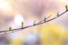 봄, 싹, 새싹, 새눈, 나뭇가지, 사진,이미지,일러스트,캘리그라피 - 프리이미지작가 크라우드픽 - 저작권 걱정 없는 상업용 이미지
