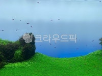 물, 물고기, 바다, 풀, ocean, 사진,이미지,일러스트,캘리그라피 - Wonderoh작가 크라우드픽 - 저작권 걱정 없는 상업용 이미지