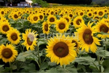 꽃, 해바라기, 서산하솔마을, 해바라기마을, 야외, 사진,이미지,일러스트,캘리그라피 - 할수있어작가 크라우드픽 - 저작권 걱정 없는 상업용 이미지