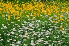 광주, 서구, 공원, 풍암저수지, 풍암공원, 사진,이미지,일러스트,캘리그라피 - 영산공작가 크라우드픽 - 저작권 걱정 없는 상업용 이미지