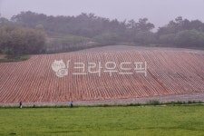farm, 농장, rural, 농촌, field, 사진,이미지,일러스트,캘리그라피 - 영산공작가 크라우드픽 - 저작권 걱정 없는 상업용 이미지