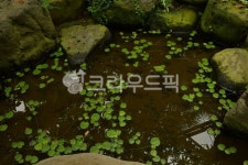 작은연못, 옹달샘, 산속연못, 돌연못, 연못, 사진,이미지,일러스트,캘리그라피 - 한슨생작가 크라우드픽 - 저작권 걱정 없는 상업용 이미지