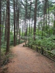 숲, 오솔길, path, 자연, 길, 사진,이미지,일러스트,캘리그라피 - 여행맨작가 크라우드픽 - 저작권 걱정 없는 상업용 이미지