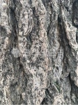 tree, 식물, 확대, 생명, 나무줄기, 사진,이미지,일러스트,캘리그라피 - guguse작가 크라우드픽 - 저작권 걱정 없는 상업용 이미지