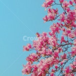 꽃, 벚꽃, 풍경, 감성, 색감, 사진,이미지,일러스트,캘리그라피 - Nwhddls3318작가 크라우드픽 - 저작권 걱정 없는 상업용 이미지