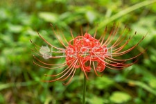 꽃무릇, 상사화, 꽃, 수선화과, 붉은색, 사진,이미지,일러스트,캘리그라피 - Deep bLUE작가 크라우드픽 - 저작권 걱정 없는 상업용 이미지