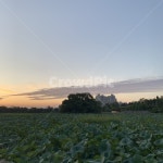 공원, 자연, nature, outdoors, 옥외, 사진,이미지,일러스트,캘리그라피 - picoftheday작가 크라우드픽 - 저작권 걱정 없는 상업용 이미지