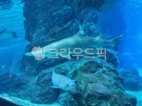 물고기, 물, 수족관, 상어, fish, 사진,이미지,일러스트,캘리그라피 - 오아시스35작가 크라우드픽 - 저작권 걱정 없는 상업용 이미지