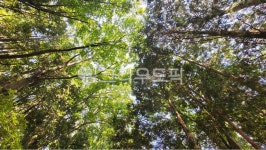plant, 식물, 숲, woods, 활엽수, 사진,이미지,일러스트,캘리그라피 - 졍이낭군작가 크라우드픽 - 저작권 걱정 없는 상업용 이미지