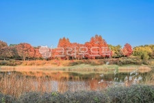 공원, 숲, 호수, 물, 옥외, 사진,이미지,일러스트,캘리그라피 - imlover작가 크라우드픽 - 저작권 걱정 없는 상업용 이미지