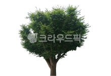 tree, 나무, plant, 식물, 느티나무, 사진,이미지,일러스트,캘리그라피 - 네모유작가 크라우드픽 - 저작권 걱정 없는 상업용 이미지