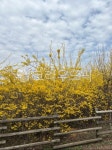 vegetation, 초목, 개나리, 봄, spring, 사진,이미지,일러스트,캘리그라피 - ksh06100작가 크라우드픽 - 저작권 걱정 없는 상업용 이미지