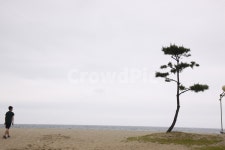바다, 해변, 아이들, 사람, 해송, 사진,이미지,일러스트,캘리그라피 - Purun작가 크라우드픽 - 저작권 걱정 없는 상업용 이미지