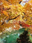 leaf, 잎, plant, 식물, tree, 사진,이미지,일러스트,캘리그라피 - 황소99작가 크라우드픽 - 저작권 걱정 없는 상업용 이미지