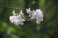 진달래, 꽃, 두견화, koreanrosebay, 봄, 사진,이미지,일러스트,캘리그라피 - 산사람작가 크라우드픽 - 저작권 걱정 없는 상업용 이미지