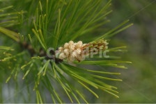 나무, 식물, 소나무, 야생화, 송화가루, 사진,이미지,일러스트,캘리그라피 - 하눌타리작가 크라우드픽 - 저작권 걱정 없는 상업용 이미지