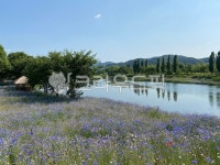 저수지, 호수, 꽃밭, 자연, 힐링, 사진,이미지,일러스트,캘리그라피 - beloved bini작가 크라우드픽 - 저작권 걱정 없는 상업용 이미지