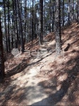 산, 소나무, nature, 자연, 산길, 사진,이미지,일러스트,캘리그라피 - as gold작가 크라우드픽 - 저작권 걱정 없는 상업용 이미지