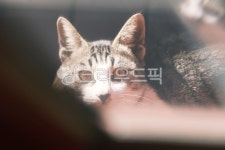 고양이, cat, 반려동물, 냥이, 애완동물, 사진,이미지,일러스트,캘리그라피 - 돌하르냥작가 크라우드픽 - 저작권 걱정 없는 상업용 이미지