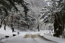 treetrunk, 나무줄기, snow, 눈, blizzard, 사진,이미지,일러스트,캘리그라피 - 영산공작가 크라우드픽 - 저작권 걱정 없는 상업용 이미지