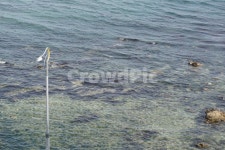 바다, 가로등, 어촌, 기장연화리, 해조류, 사진,이미지,일러스트,캘리그라피 - 산너머저쪽작가 크라우드픽 - 저작권 걱정 없는 상업용 이미지