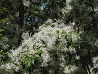 자연, 식물, nature, plant, 이팝나무, 사진,이미지,일러스트,캘리그라피 - Solyaris작가 크라우드픽 - 저작권 걱정 없는 상업용 이미지