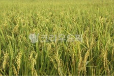 nature, 자연, grassland, field, 들, 사진,이미지,일러스트,캘리그라피 - 빈티지라이프작가 크라우드픽 - 저작권 걱정 없는 상업용 이미지