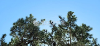 나무, 소나무, tree, 하늘, 솔방울, 사진,이미지,일러스트,캘리그라피 - 앨리스코리아작가 크라우드픽 - 저작권 걱정 없는 상업용 이미지