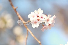 봄, 벚꽃길, 꽃송이, 봄꽃, 분홍벚꽃, 사진,이미지,일러스트,캘리그라피 - leoshin0619작가 크라우드픽 - 저작권 걱정 없는 상업용 이미지