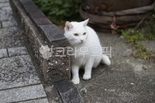 길고양이, 길냥이, 하얀고양이, 동물, 고양이, 사진,이미지,일러스트,캘리그라피 - 하늘버스작가 크라우드픽 - 저작권 걱정 없는 상업용 이미지