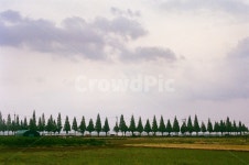 plant, 가로수길, 죽동마을, 메타세콰이어길, road, 사진,이미지,일러스트,캘리그라피 - Ncooolara작가 크라우드픽 - 저작권 걱정 없는... 