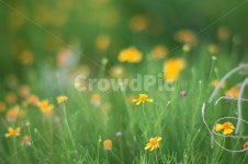 들꽃, field, 들, grassland, 자연, 사진,이미지,일러스트,캘리그라피 - taru00작가 크라우드픽 - 저작권 걱정 없는 상업용 이미지
