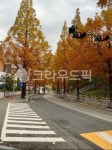 단풍, 가을, 가로수길, 가로수, 도로, 사진,이미지,일러스트,캘리그라피 - 햅버니작가 크라우드픽 - 저작권 걱정 없는 상업용 이미지