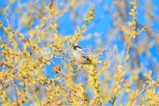 갯버들, 버들강아지, 쇠박새, 조류, 새, 사진,이미지,일러스트,캘리그라피 - pink00s73작가 크라우드픽 - 저작권 걱정 없는 상업용 이미지