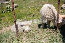 목장, 자연, 동물, 양, 풀, 사진,이미지,일러스트,캘리그라피 - jiheyhoi작가 크라우드픽 - 저작권 걱정 없는 상업용 이미지