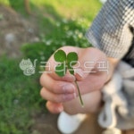 네잎크로바, 크로바, 행운, 클로버, 네잎클로버, 사진,이미지,일러스트,캘리그라피 - 연꽃속구슬작가 크라우드픽 - 저작권 걱정 없는 상업용 이미지