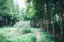 경주, 산림환경연구원, 나무, 식물, 스냅 사진, 이미지 - sangminisnap작가 가장 한국적인 스톡 사진 - 크라우드픽