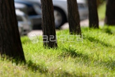 나무, 그림자, 빛내림, 자연, 가로수, 사진,이미지,일러스트,캘리그라피 - 크레용캐릭터작가 크라우드픽 - 저작권 걱정 없는 상업용 이미지