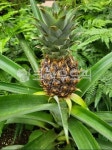 수목원, 과일, 파인애플, pineapple, food, 사진,이미지,일러스트,캘리그라피 - eng040작가 크라우드픽 - 저작권 걱정 없는 상업용 이미지