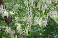 아카시아, 아카시아꽃, 나무, 꽃향기, 자연, 사진,이미지,일러스트,캘리그라피 - Robert Han작가 크라우드픽 - 저작권 걱정 없는 상업용 이미지