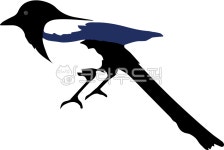 까치, 새, 조류, 동물, bird, 사진,이미지,일러스트,캘리그라피 - hori103작가 크라우드픽 - 저작권 걱정 없는 상업용 이미지