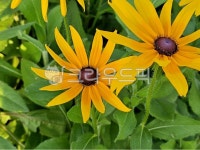 루드베키아, flower, 꽃, petal, 꽃잎, 사진,이미지,일러스트,캘리그라피 - nagne7272작가 크라우드픽 - 저작권 걱정 없는 상업용 이미지