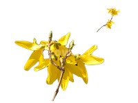 누끼, 개나리꽃, 개나리, 꽃, 봄, 사진,이미지,일러스트,캘리그라피 - 나비처럼작가 크라우드픽 - 저작권 걱정 없는 상업용 이미지