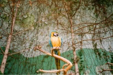 조류, 새, 동물원, 앵무새, 새장, 사진,이미지,일러스트,캘리그라피 - 솔솔작가 크라우드픽 - 저작권 걱정 없는 상업용 이미지