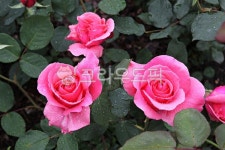 장미, 장미꽃, 꽃, 봄꽃, 꽃잎, 사진,이미지,일러스트,캘리그라피 - youngwon작가 크라우드픽 - 저작권 걱정 없는 상업용 이미지