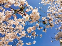 벚꽃, 꽃, 봄, 하늘, 벚꽃길, 사진,이미지,일러스트,캘리그라피 - yukievirus작가 크라우드픽 - 저작권 걱정 없는 상업용 이미지