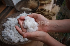 솜, 목화솜, 목화, 천연솜, 식물, 사진,이미지,일러스트,캘리그라피 - 마음도장작가 크라우드픽 - 저작권 걱정 없는 상업용 이미지